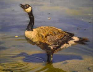 Calling Out from the Shallows, Mitch Caster Fine Art, mitchcasterfineart.com, Oil on Canvas, Birds and Wildlife, Goose